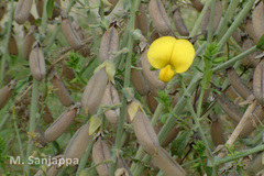 Crotalaria spectabilis
